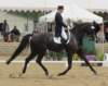festivalofthehorseatlaecapril32011intermediarefreestyle10_small.jpg