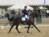 festivalofthehorseatlaecapril32011intermediarefreestyle16_small.jpg