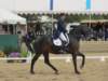 festivalofthehorseatlaecapril32011intermediarefreestyle20_small.jpg
