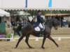 festivalofthehorseatlaecapril32011intermediarefreestyle21_small.jpg