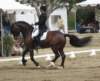 festivalofthehorseatlaecapril32011intermediarefreestyle2_small.jpg