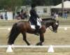 festivalofthehorseatlaecapril32011intermediarefreestyle3_small.jpg