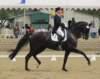 festivalofthehorseatlaecapril32011intermediarefreestyle7_small.jpg