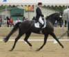 festivalofthehorseatlaecapril32011intermediarefreestyle8_small.jpg