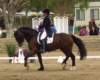 festivalofthehorseatlaecapril32011intermediarefreestyle_small.jpg